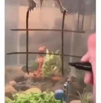 거북이랑 빙고한판.gif