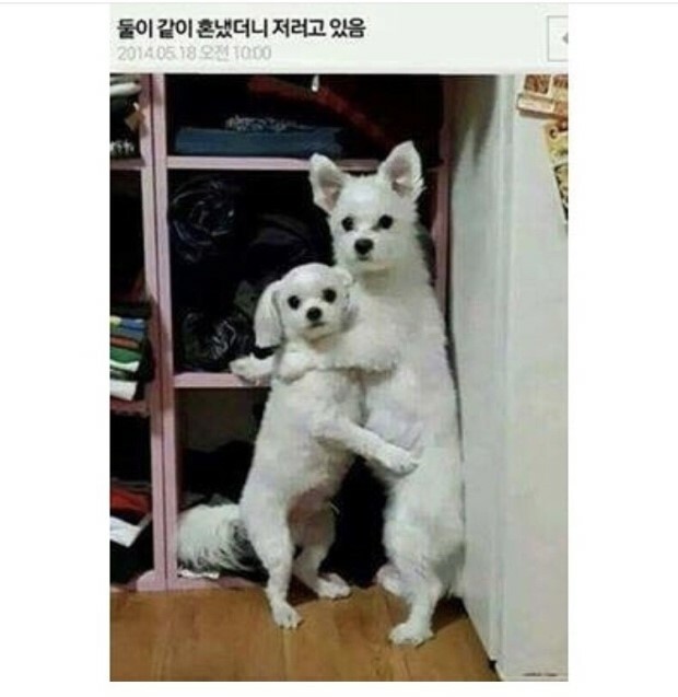 개 짤 - OP.GG