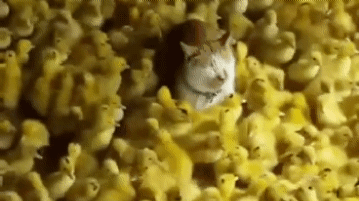 20200326_164913.gif