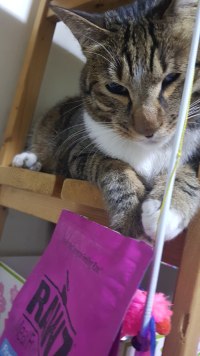 우리집 냥이 현타옴