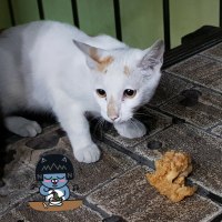 치킨집 길고양이2
