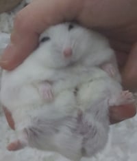 잠자다가 납치당한 햄찌