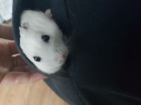 오늘도 즐거운 하루 되시길 바랍니다-햄찌 올림