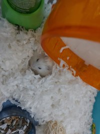 너무나 당당하게 앉아있는 햄찌