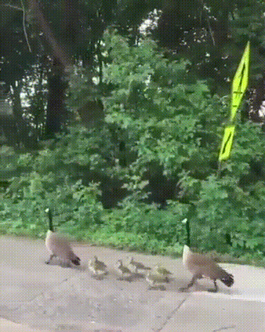 20200429_180629.gif