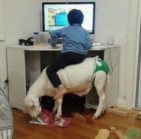 어린소년이 자신의 숙제를 먹고있는 팬티입은 염소를 타고있는 짤