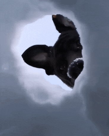 1588579049468.gif