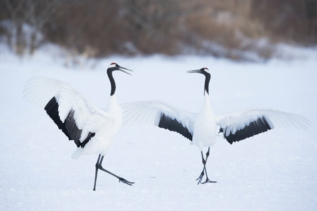 red-crowned-crane-dancing-grus-japonensis-john-a-wright-5102.jpg