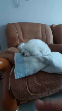 자고있는 댕댕이의 배게를 뺏어보았다