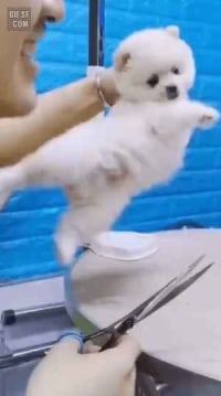 미용이 싫은 댕댕이의 몸부림