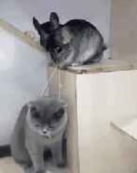 냥이 암살 실패