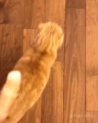 주인님... 밥주세용~