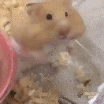 b77e26c31bfae6f06088cc8cc10fbca8.gif