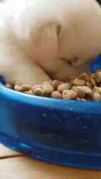 밥먹다 조는 아기댕댕이