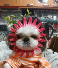 강아지 사진 올리면 인기글임?