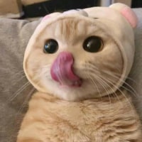 고양이는?