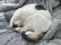 My Cat