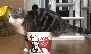 16b7c5ad563492dcb.gif