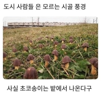 몰랐제? 초코송이 원산지