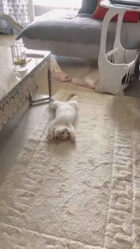 월요일에 일어나기 귀찮은 냥이