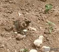 세계관 최강자 병아리