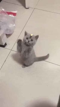 머리에 붙은 것을 떼고 싶은 고양이