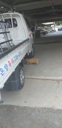 꼬리짤린 고양이 만남 ㅠㅠㅠㅠ
