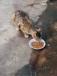 사람 경계하는 길고양이가 왜 찾아오는거지?