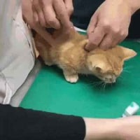 고양이한테 주사 놓는법_gif