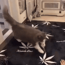 1558689835181.GIF