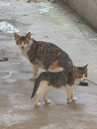 내가 관리하는 빈집에 세입냥들이 왔다