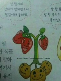 딸기+감자=???