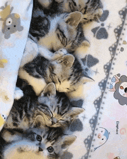 b2a64360e027b9123df9093d46e14a70.gif