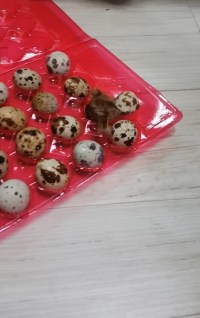 메추리알에서 ㄹㅇ메추리부화함