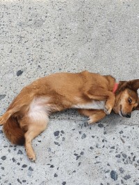 동네 강아지가 나만보면 죽은척을 한다