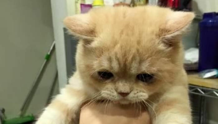 시무룩 고양이.jpg