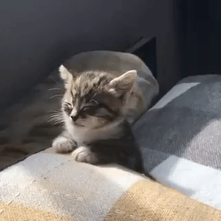 1591791220068.gif