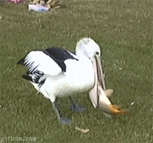 1591794135172.GIF