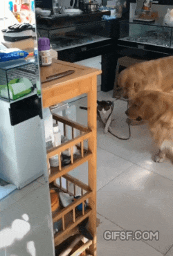 1591827789582.gif