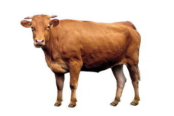 downloadfile-10.jpg