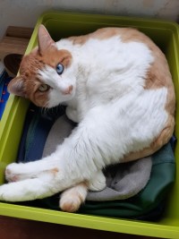 우리집 고양이 털깎아서 삐짐 ㅋㅋ