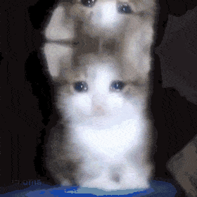 i13307300462.gif