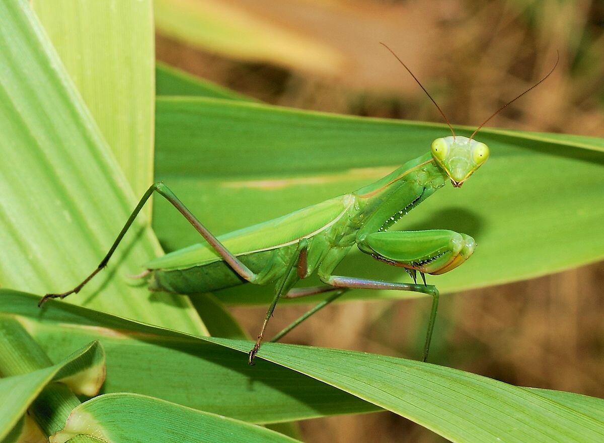 1200px-Mantid_August_2007-2-1.jpg