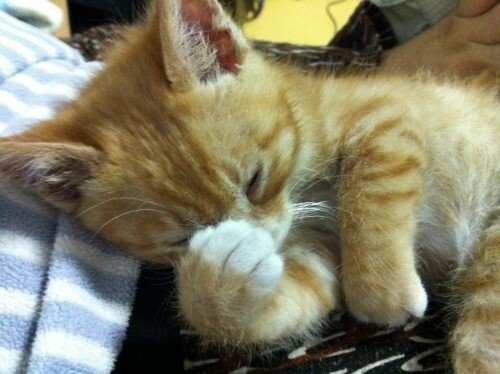 눈 가리는 고양이짤 2.jpg