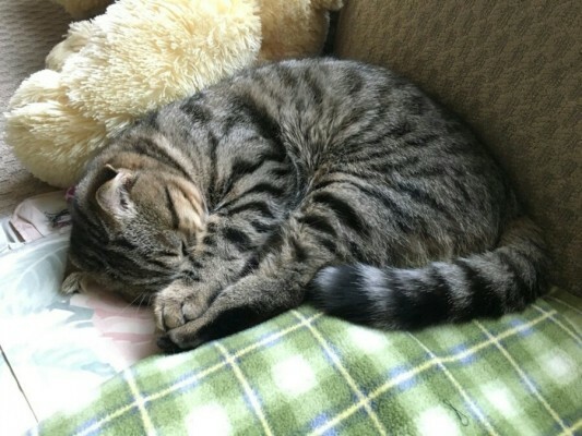 눈가리는 고양이짤 3.jpg