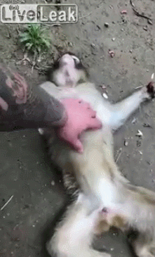 1594299467262.gif