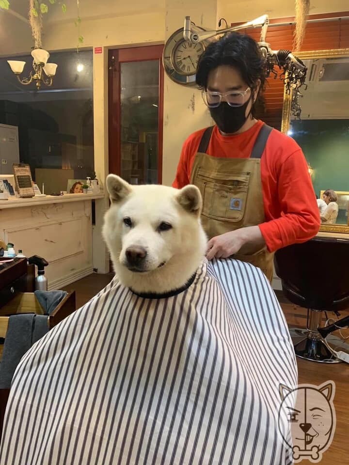울프컷.jpg