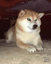사나운 강아지