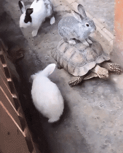 1595924082004.gif