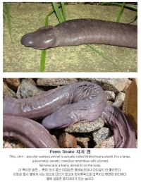대충만든 뱀을 이을 또하나의 뱀